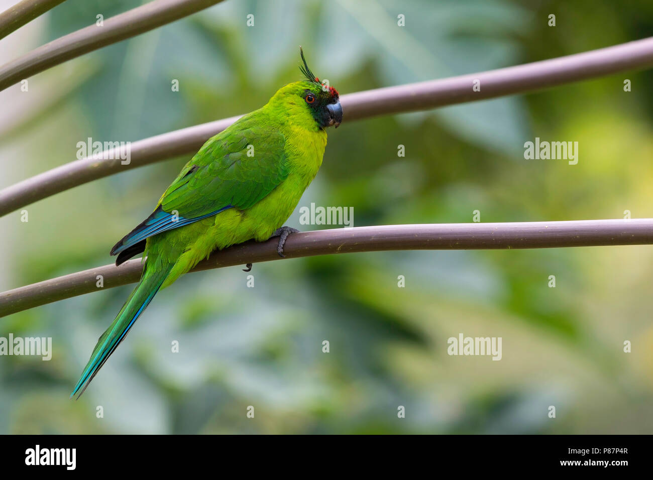 Ouvea parrocchetto (Eunymphicus uvaeensis) un pericolo endemico dell'isola di uvea nelle isole della Lealtà, Nuova Caledonia. Foto Stock