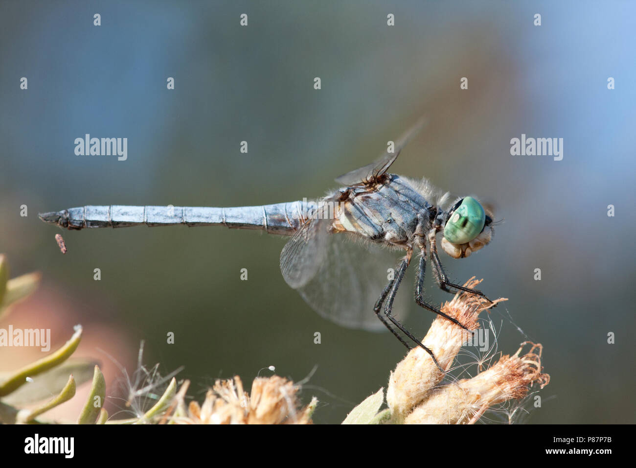 Mannetje Blauwschicht, Maschio Pachydiplax longipennis Foto Stock