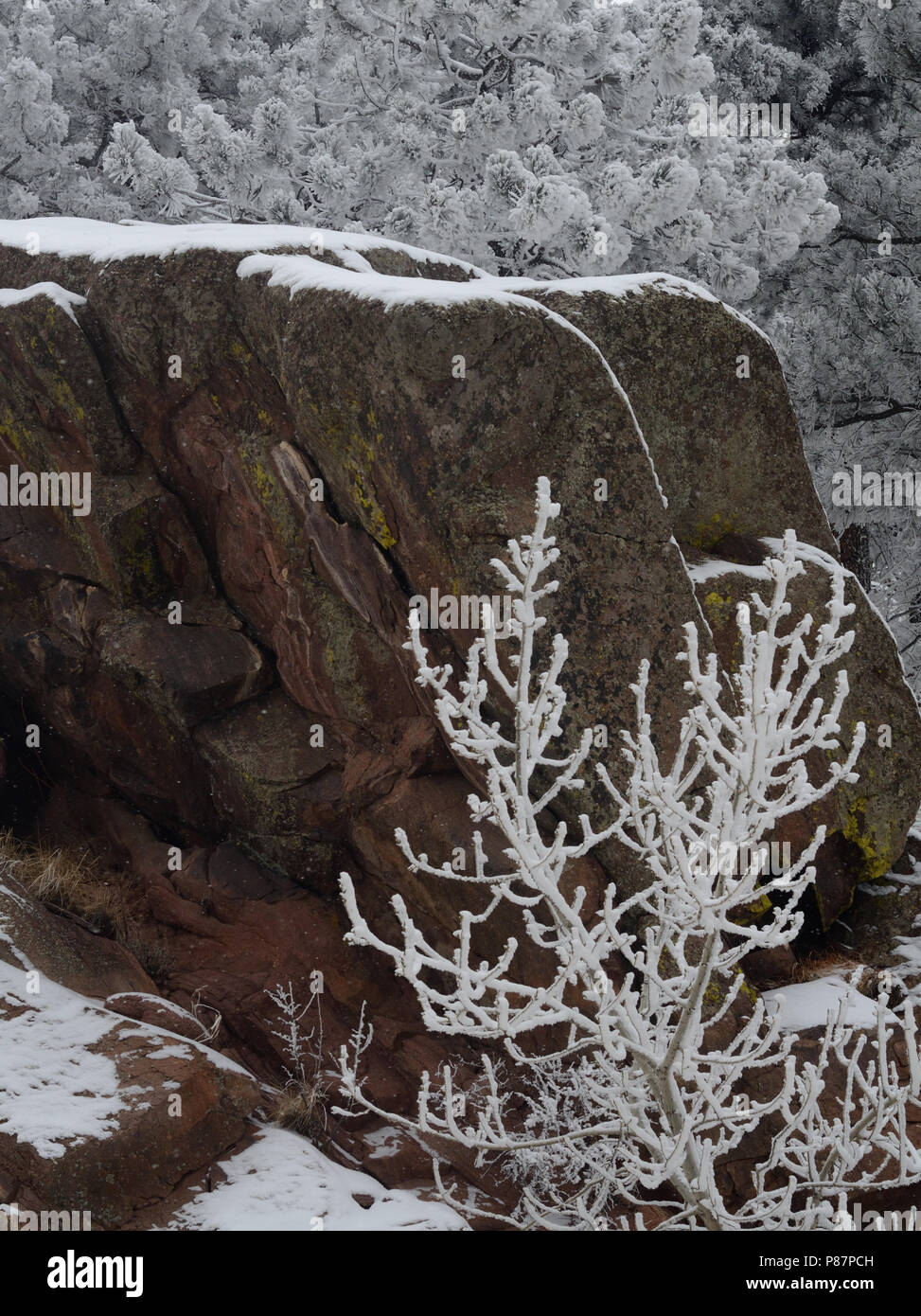 Neve sulla boccola e rock in colline vicino a Boulder, CO Foto Stock