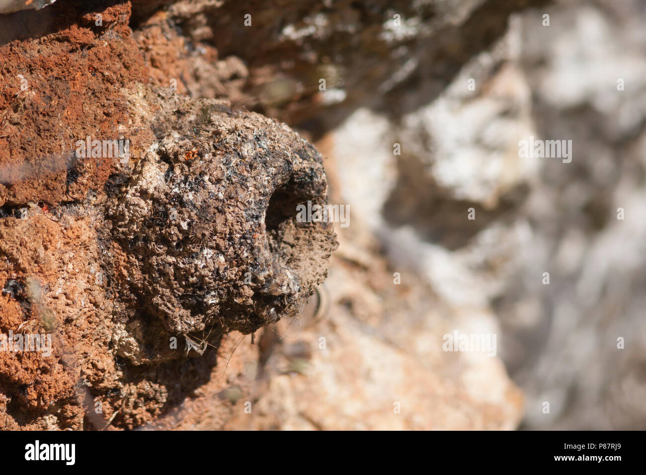 Roccia occidentale picchio muratore - Felsenkleiber - Sitta neumayer ssp. syriaca; Turchia, nido Foto Stock