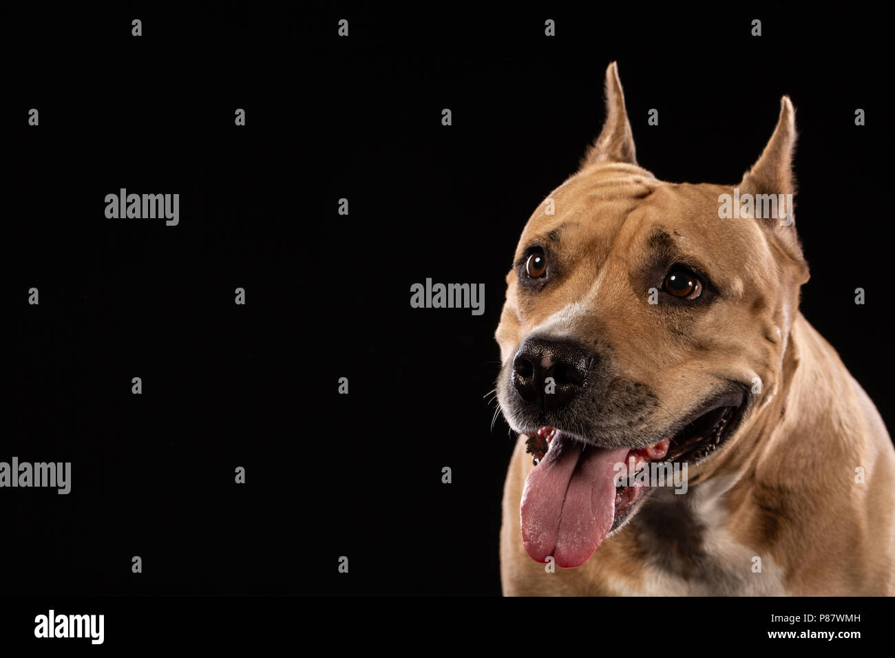 Red American pit bull terrier su sfondo nero. Spazio di copia Foto Stock