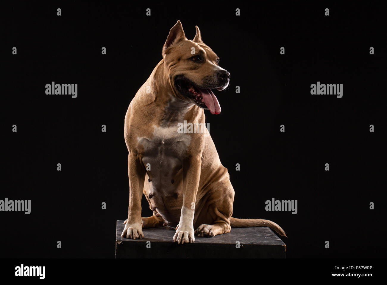 Red American pit bull terrier su sfondo nero Foto Stock