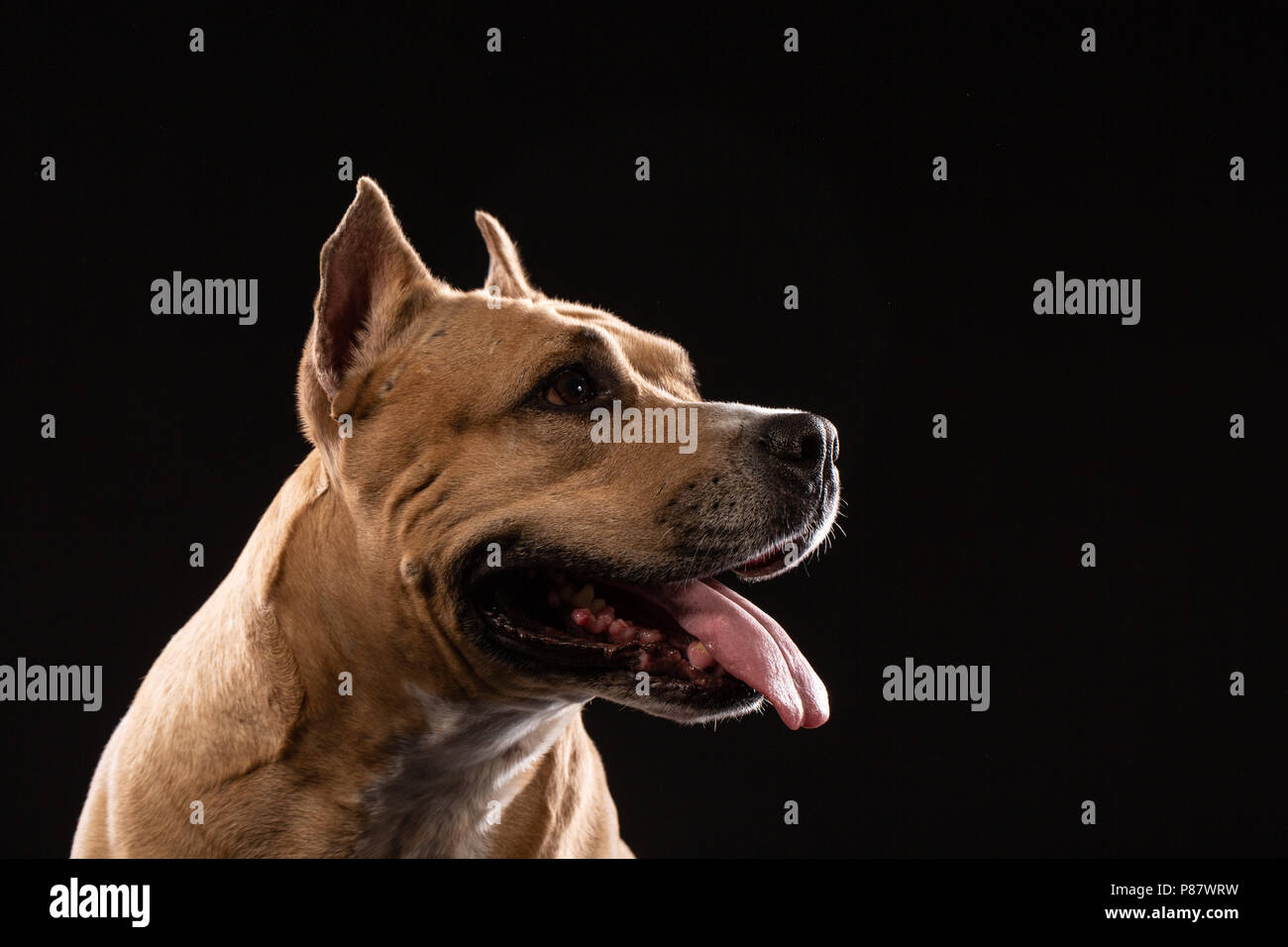 Red American pit bull terrier su sfondo nero Foto Stock