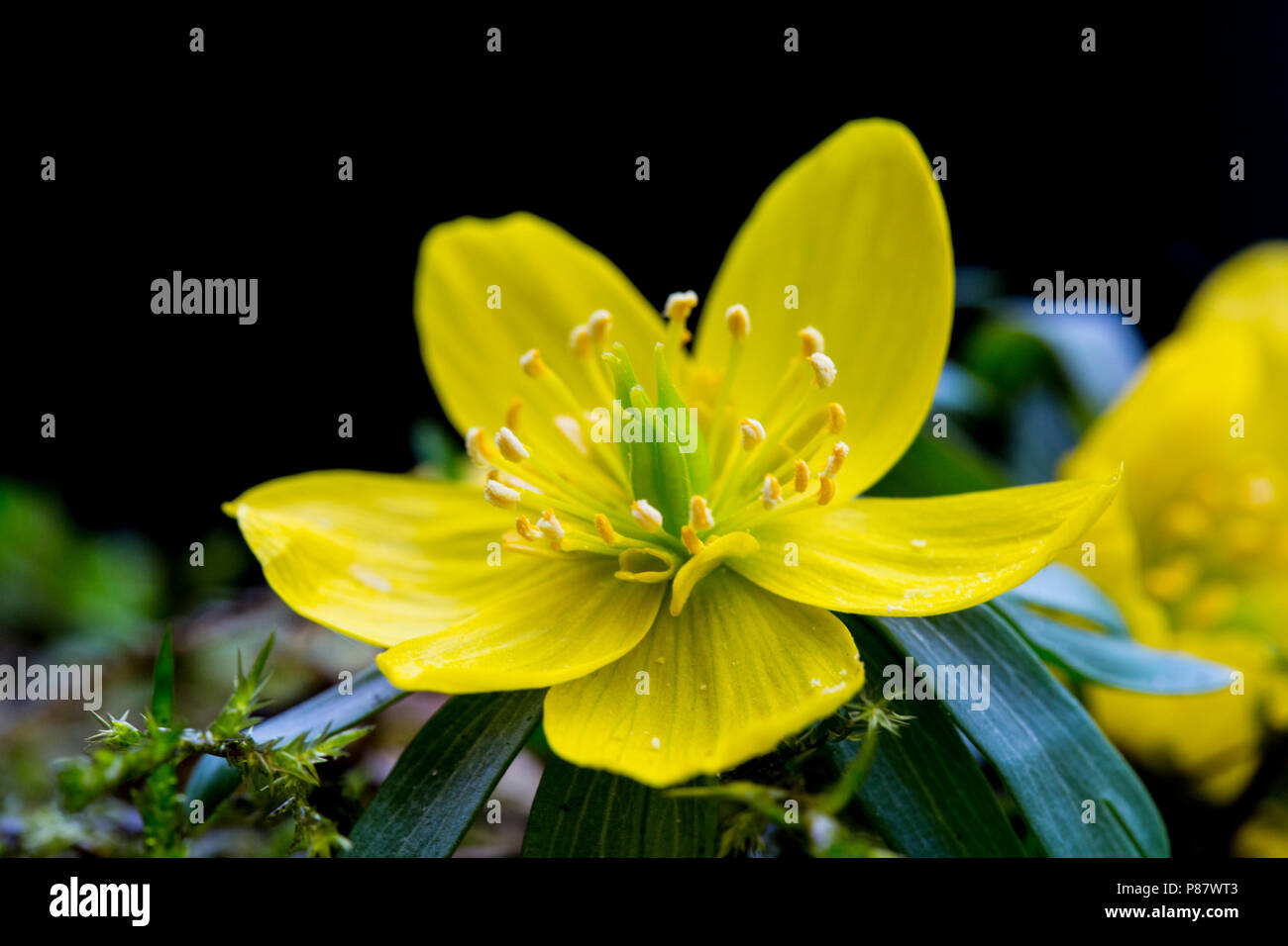 Bloeiende Winterakoniet, fioritura Aconitum invernale Foto Stock