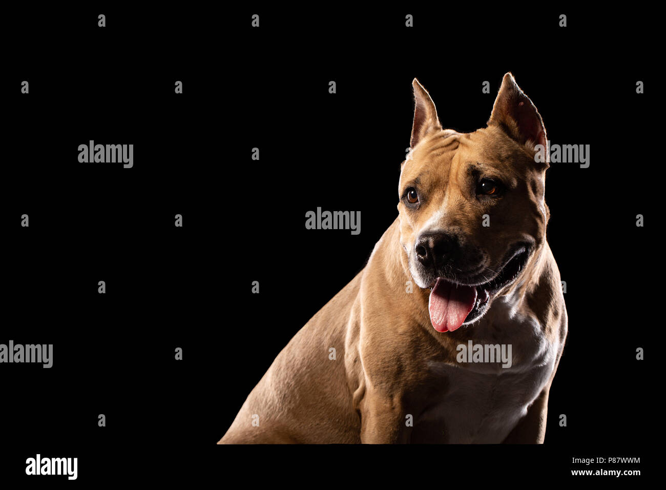 Red American pit bull terrier su sfondo nero. Spazio di copia Foto Stock