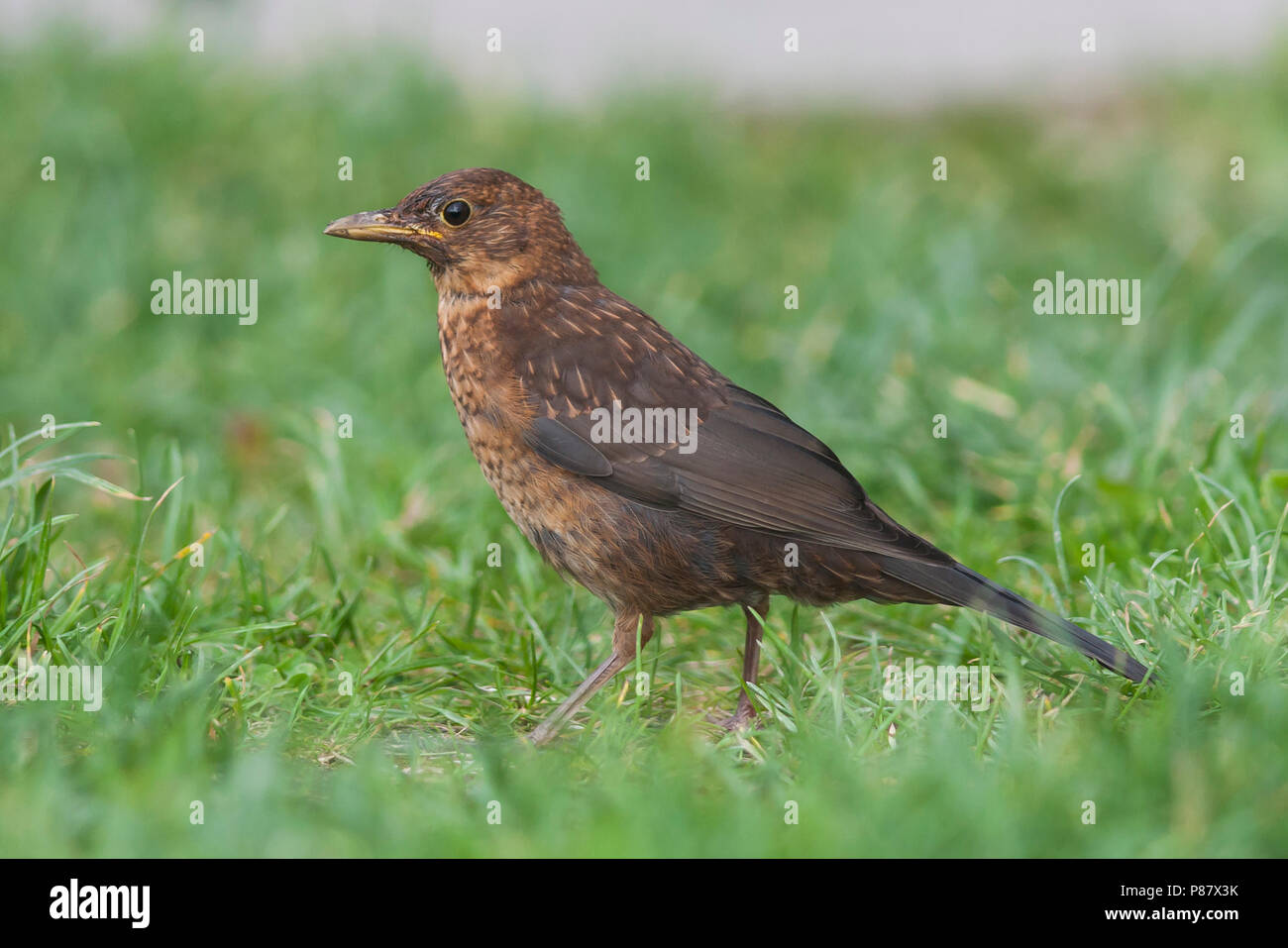 Eurasian Blackbird - Amsel - Turdus merula ssp. merula, Germania, capretti Foto Stock