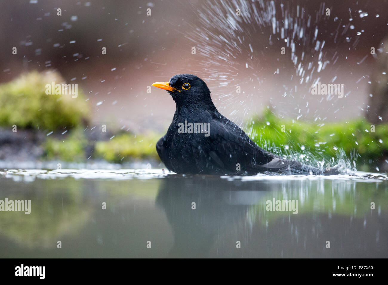 Mannetje Badend Merel, Eurasian Blackbird balneazione maschio Foto Stock