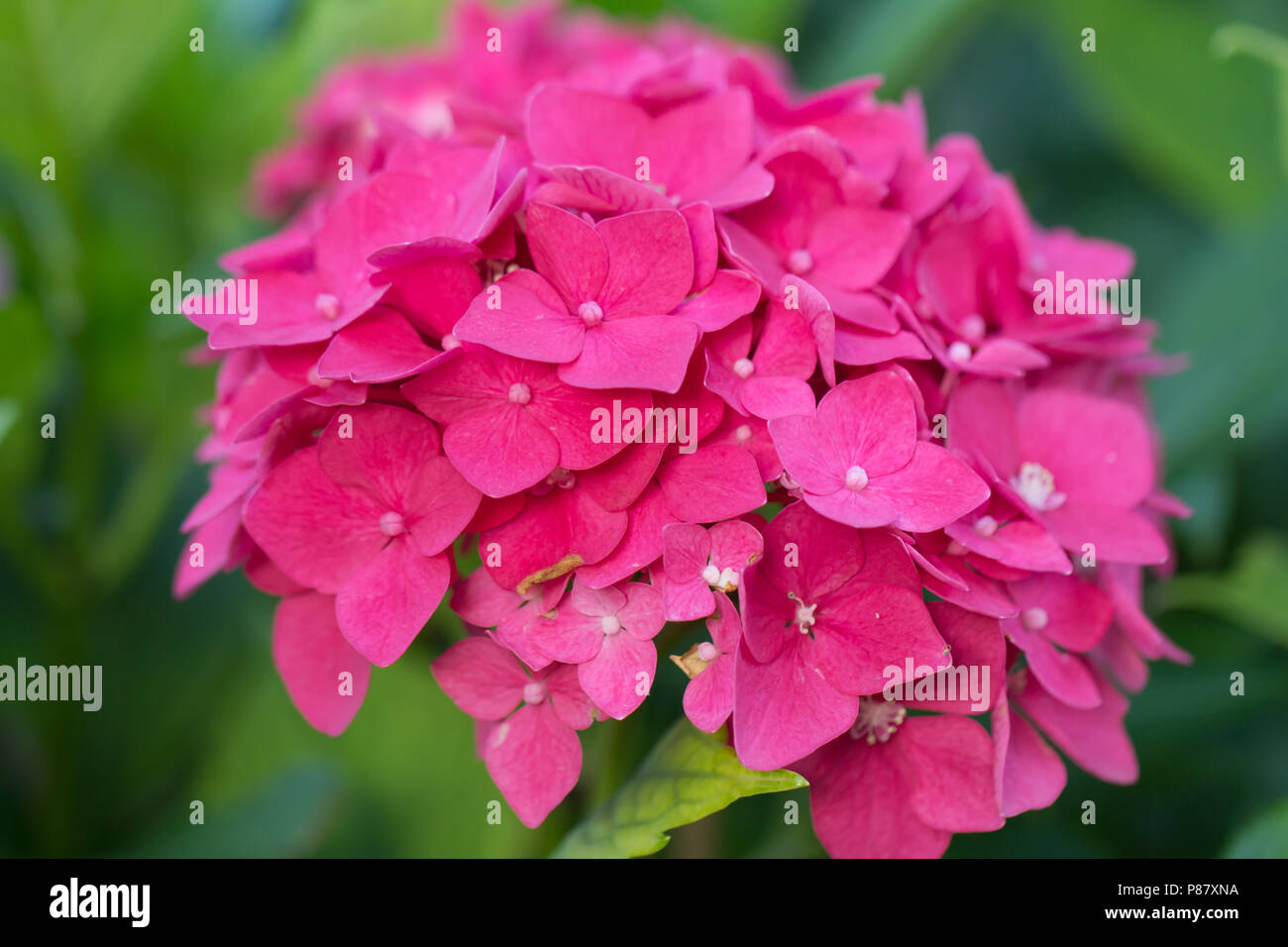 Hortensia rosa fiori che crescono nel giardino Foto Stock