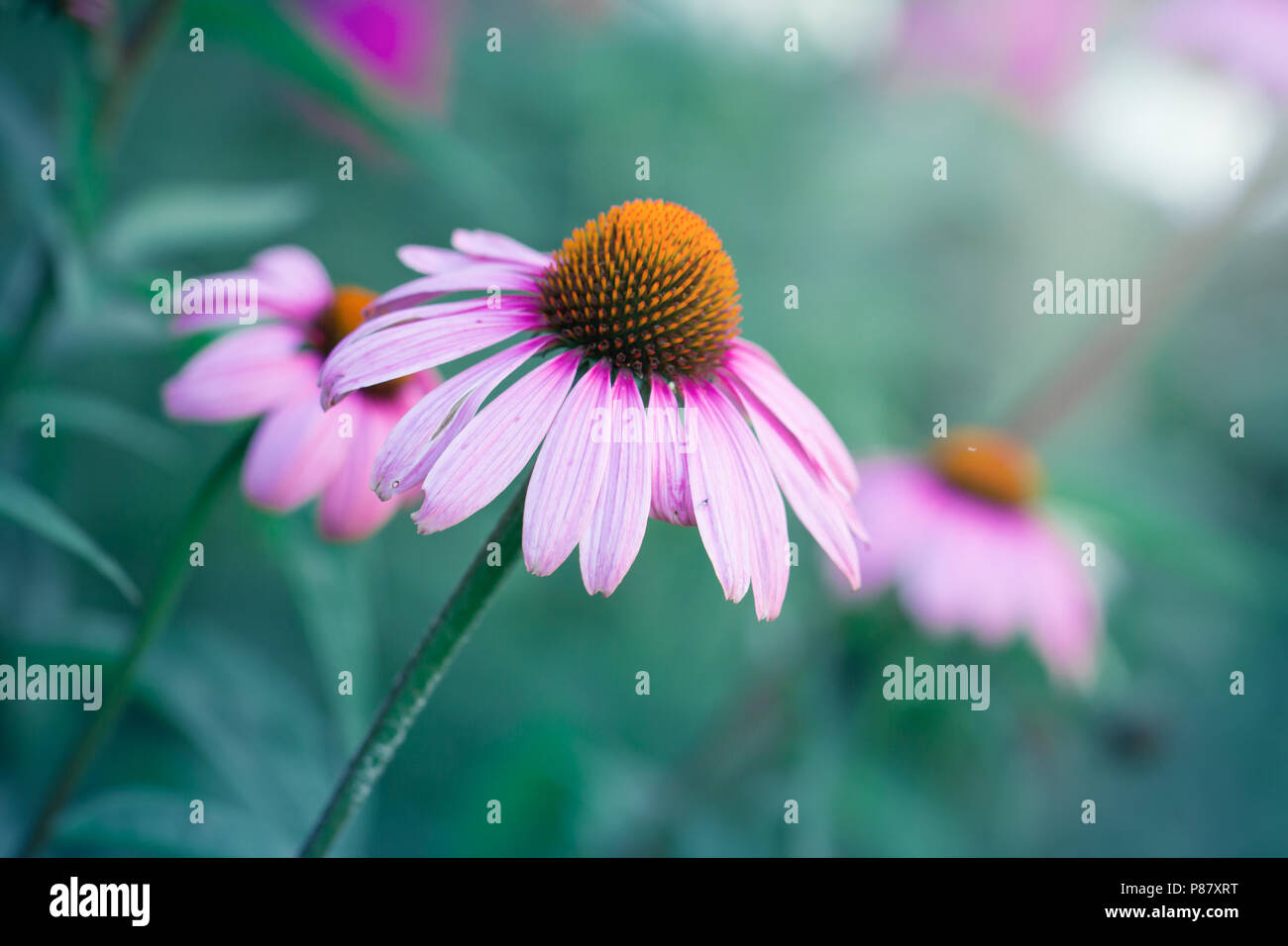 Echinacea fiori contro lo sfondo di colore verde Foto Stock