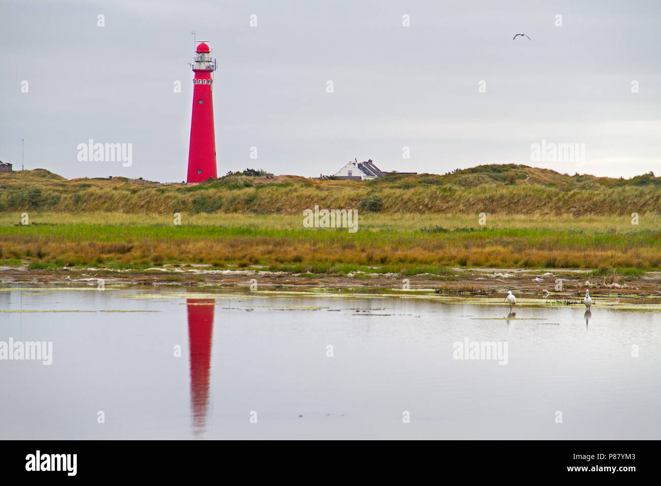 Faro rosso nelle dune dell'isola olandese Schiermonnikoog riflessa in acqua, in acqua due spatole Foto Stock Faro rosso nelle dune dell'isola olandese Schiermonnikoog riflessa in acqua, in acqua due spatole Foto Stock