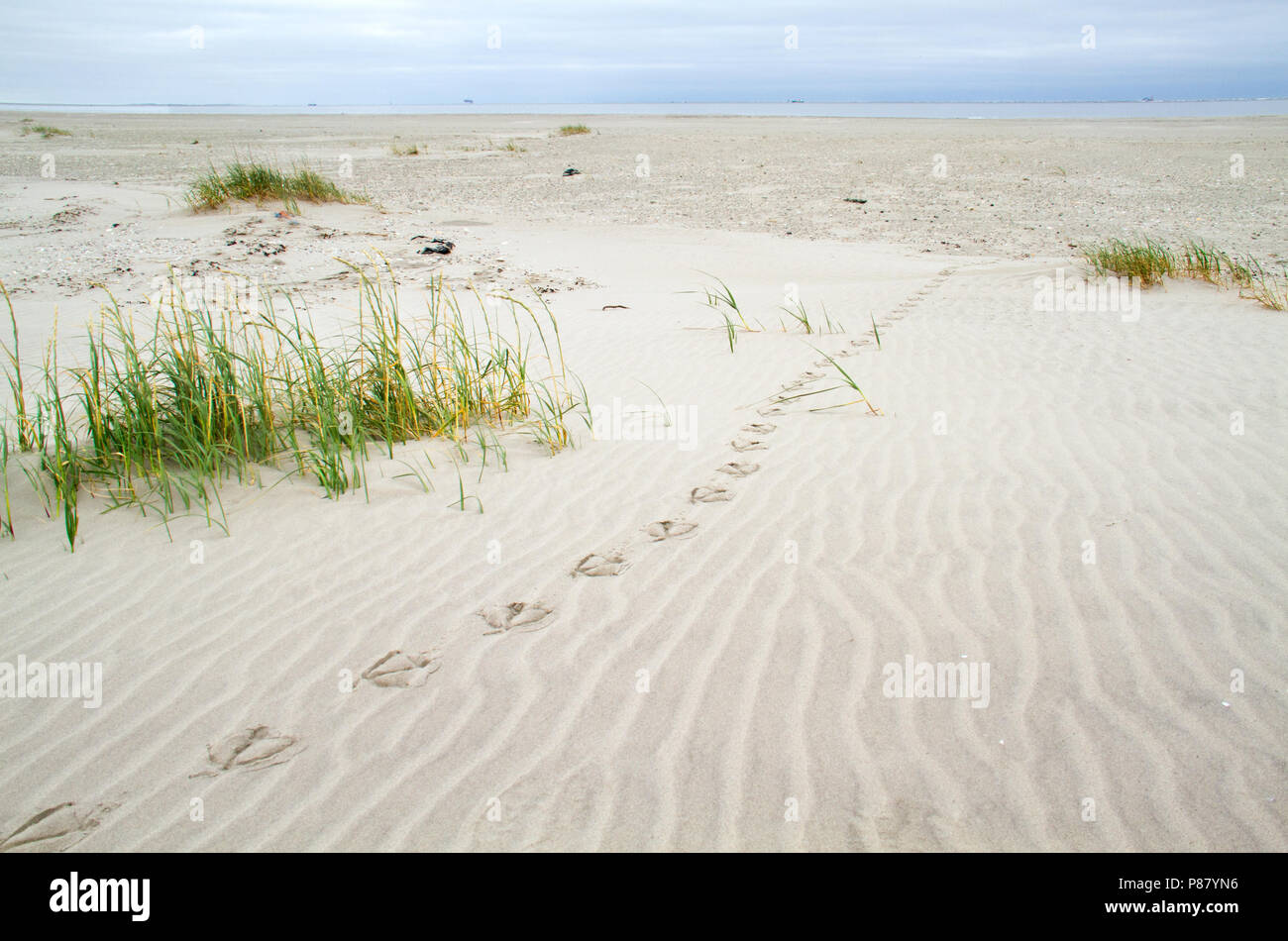Impronte di un grosso uccello, probabilmente un oca, attraverso la sabbia ondulata di una vasta spiaggia verso il mare Foto Stock