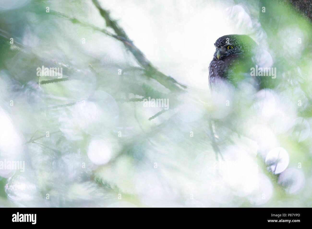 Eurasian Pygmy-Owl - Sperlingskauz - (Glaucidium passerinum ssp. passerinum, Germania, per adulti Foto Stock