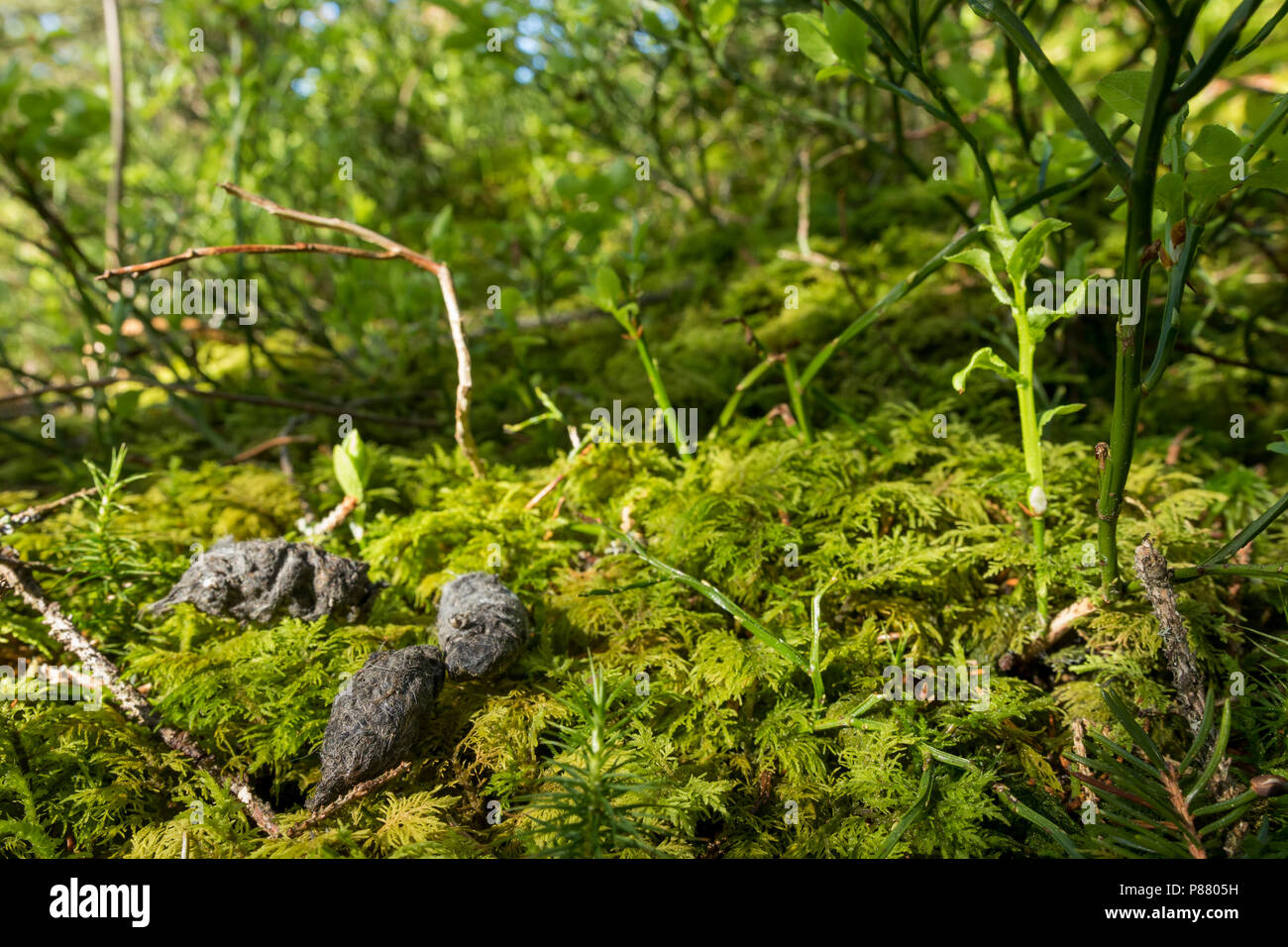 Pellet di Pygmy-Owl Eurasiatico - Sperlingskauz - (Glaucidium passerinum ssp. passerinum, Germania, agglomerati in forma di pellets Foto Stock