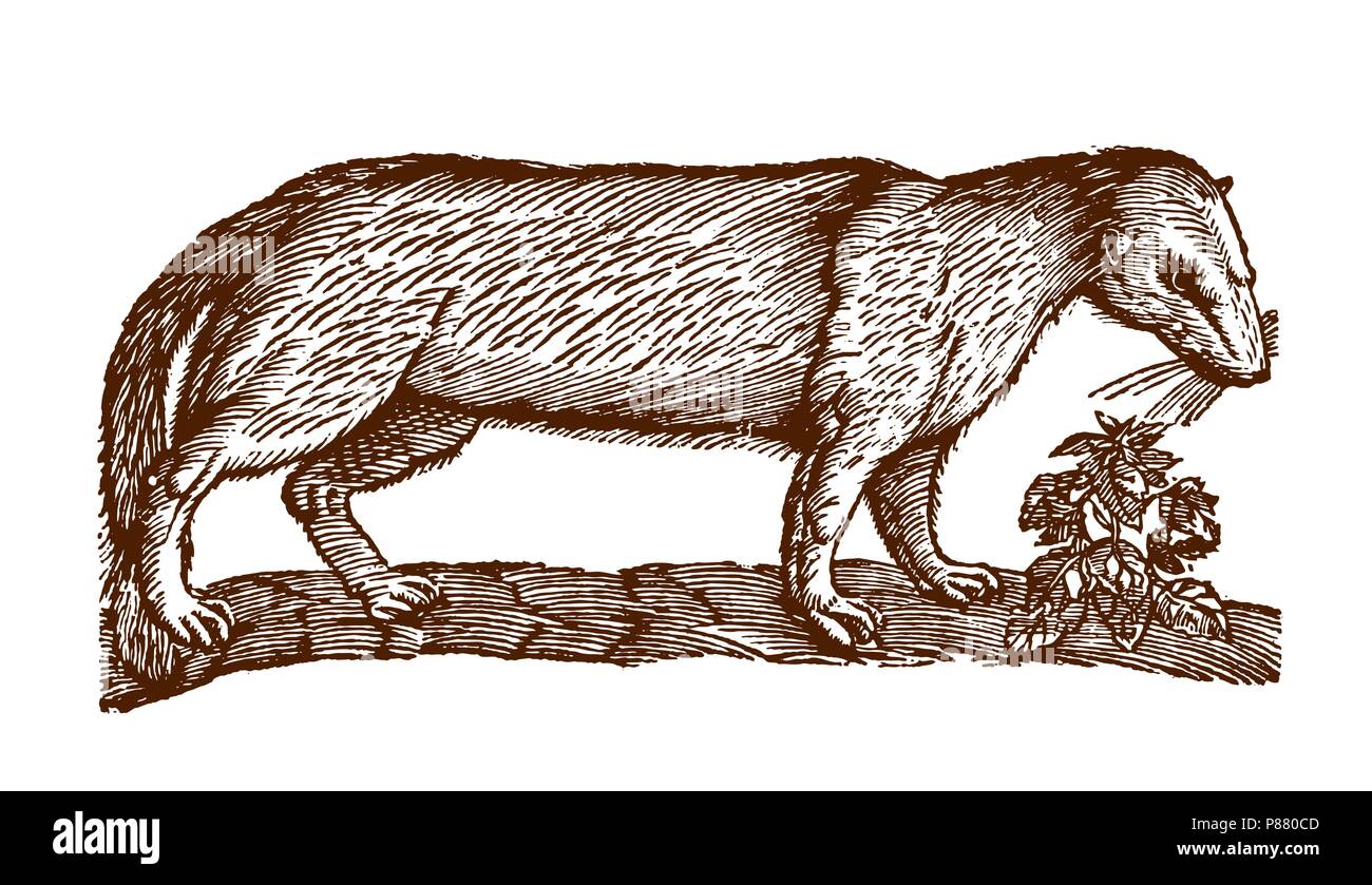 Polecat europea (mustela putorius) accanto ad un impianto. Illustrazione dopo una storica incisione xilografia dal XVII secolo Illustrazione Vettoriale