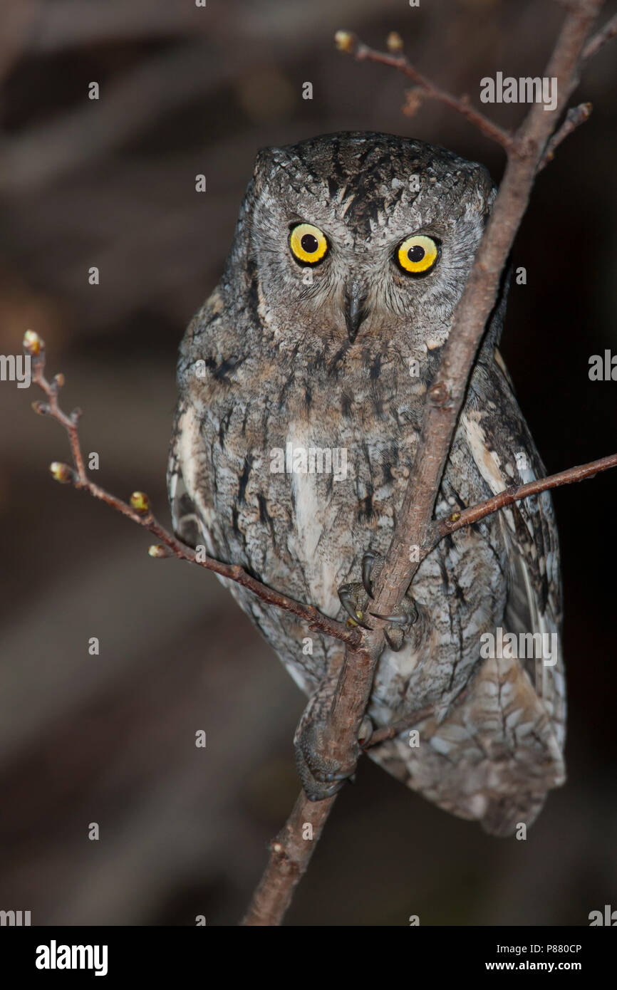 Eurasian Scops-Owl - Zwergohreule - Otus scops scops, Spagna (Mallorca), per adulti Foto Stock