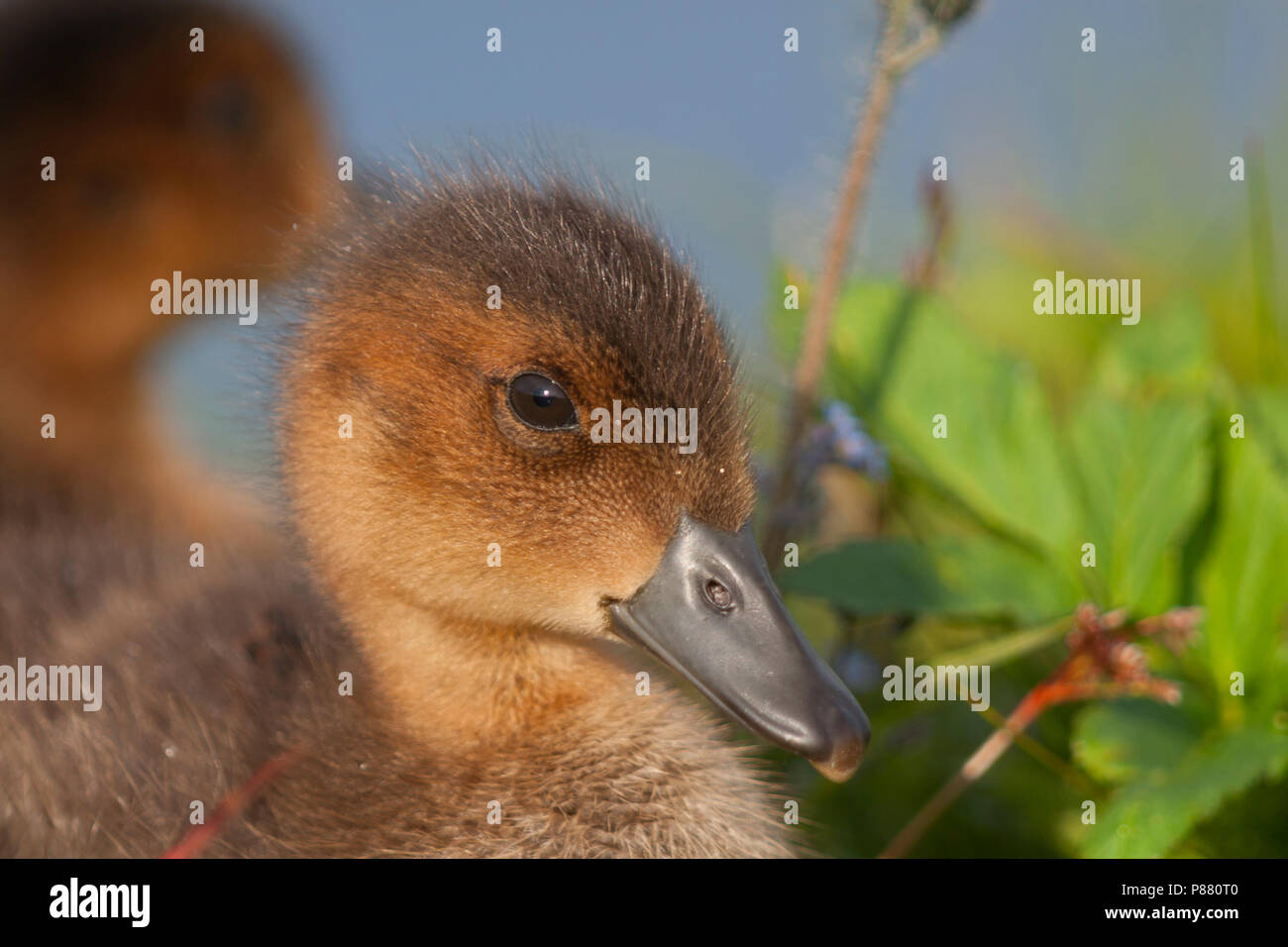 Fischione, Smient, Mareca penelope, Islanda, anatroccolo Foto Stock