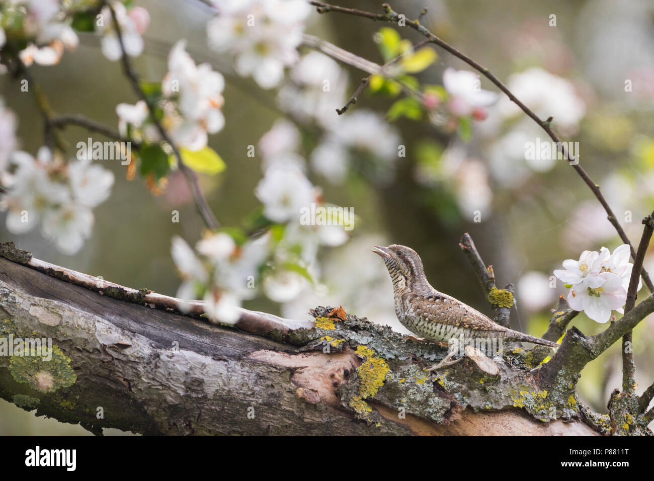 Eurasian spasmodico - Wendehals - Jynx torquilla ssp. torquilla, Germania, per adulti Foto Stock