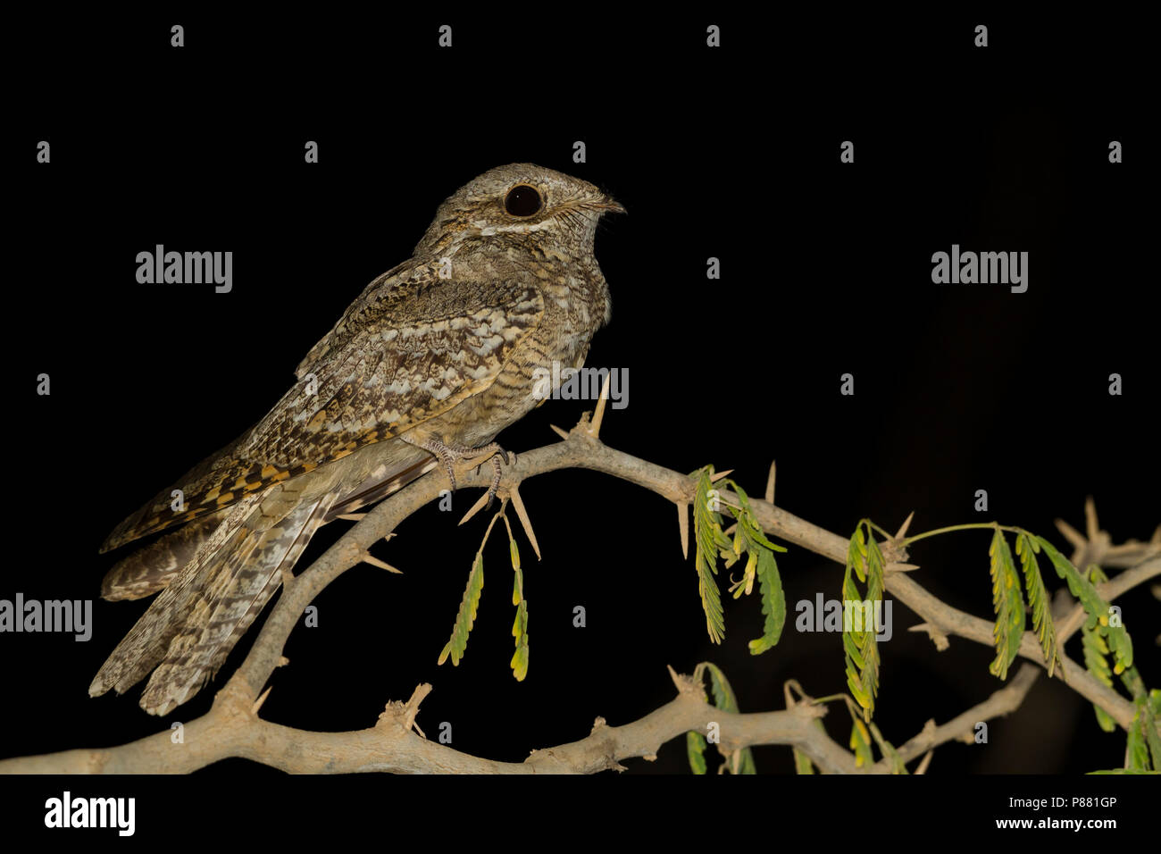 Nightjar europeo - Ziegenmelker - Caprimulgus europaeus, Oman, femmina adulta Foto Stock