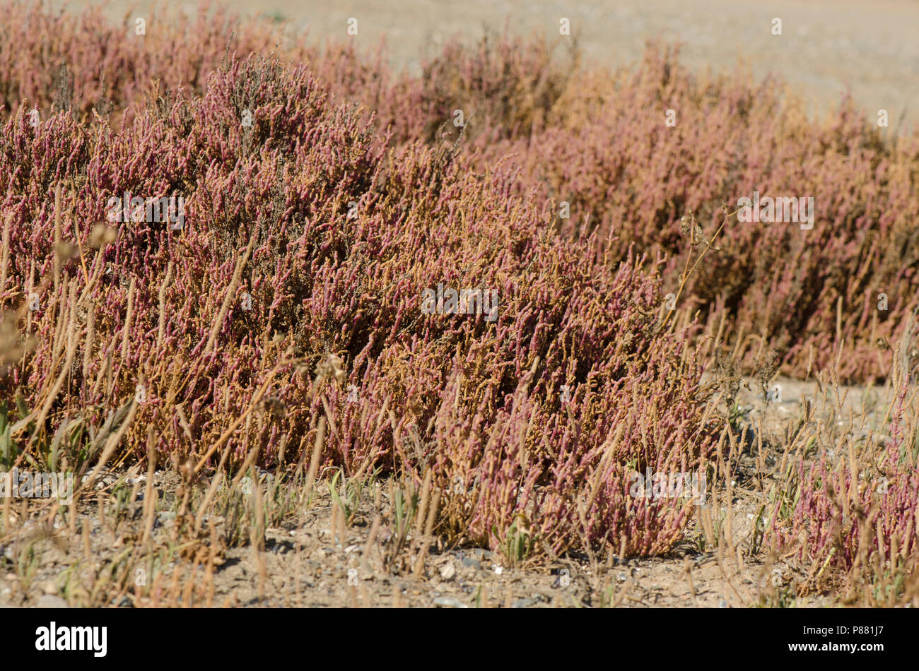 Sarcocornia fruticosa, vegetazione halophytic a riserva naturale Guadalhorce, Malaga, Spagna. Foto Stock