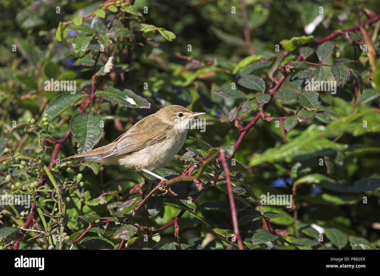 Marsh trillo (Acrocephalus palustris) durante la migrazione autunnale sulle Isole Shetland. Foto Stock