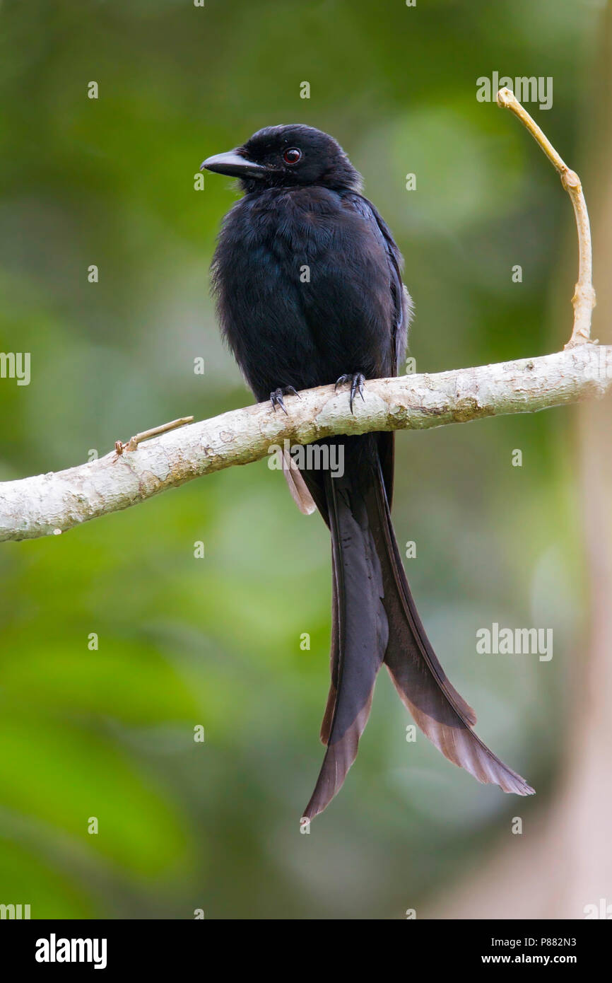 Mayotte Drongo (Dicrurus waldenii) arroccato Foto Stock