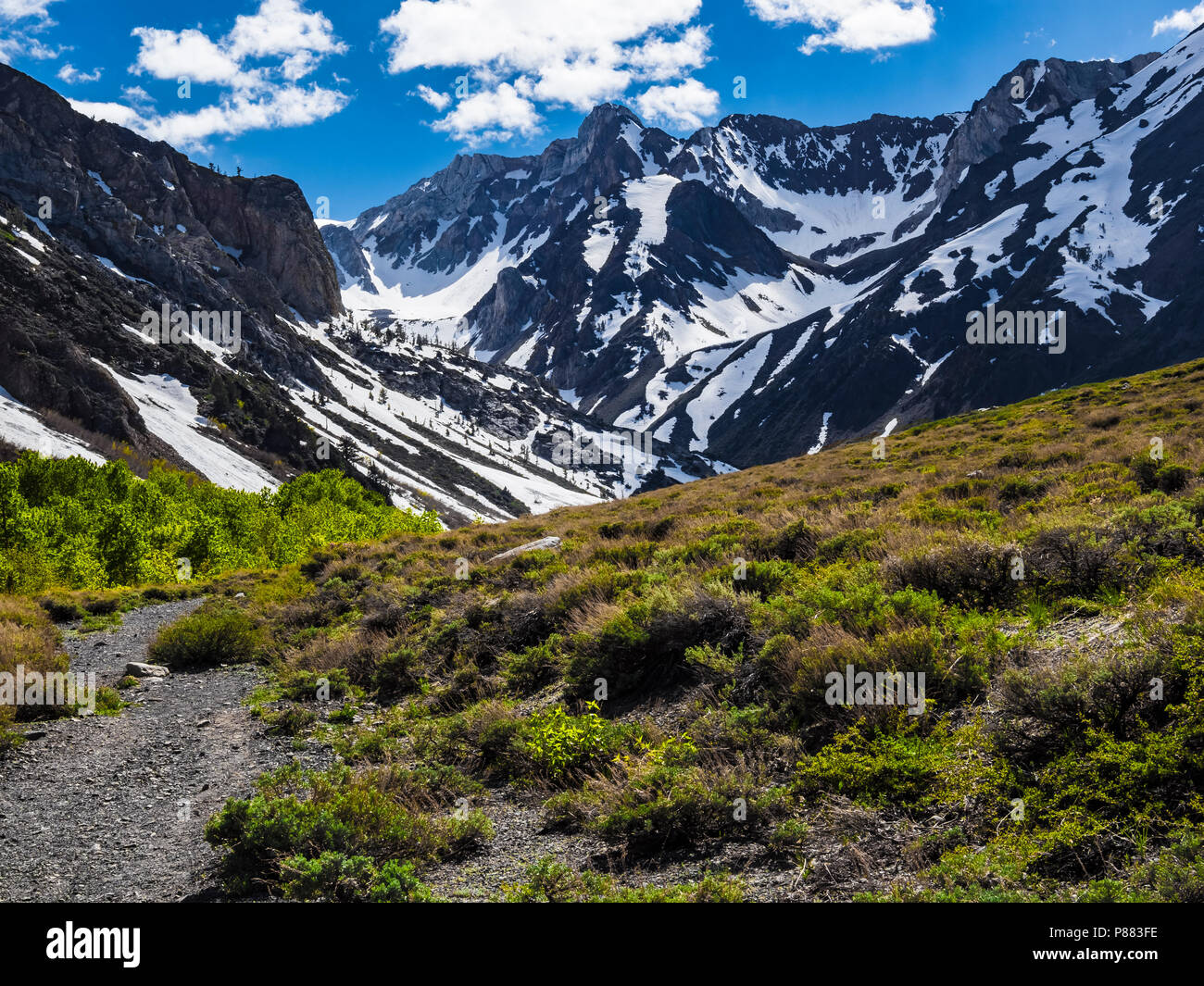 Fiori Selvatici a condannare il lago di Mammoth Lakes, orientale sierras Foto Stock