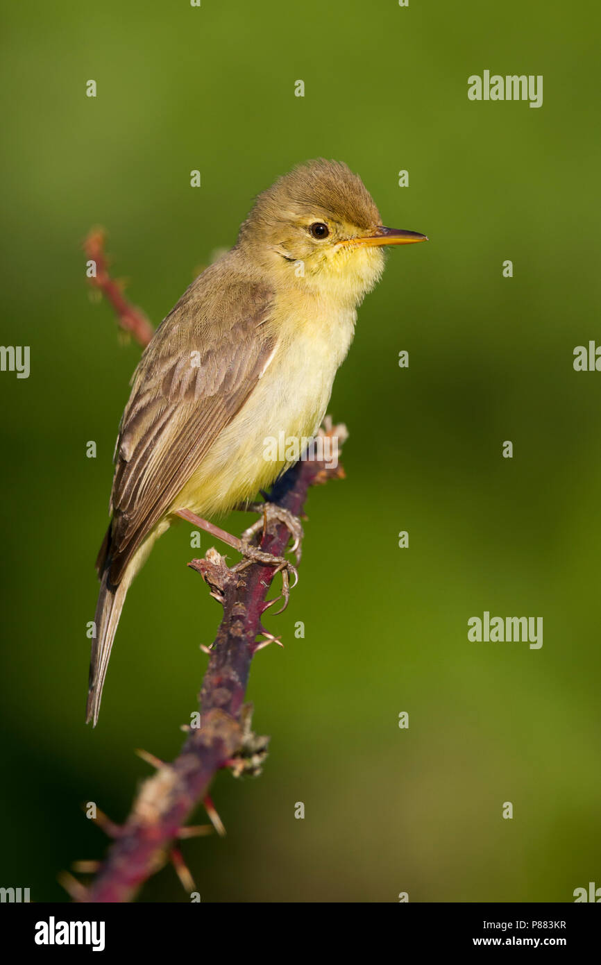 Orpheusspotvogel, canapino; Hippolais polyglotta, Germania Foto Stock