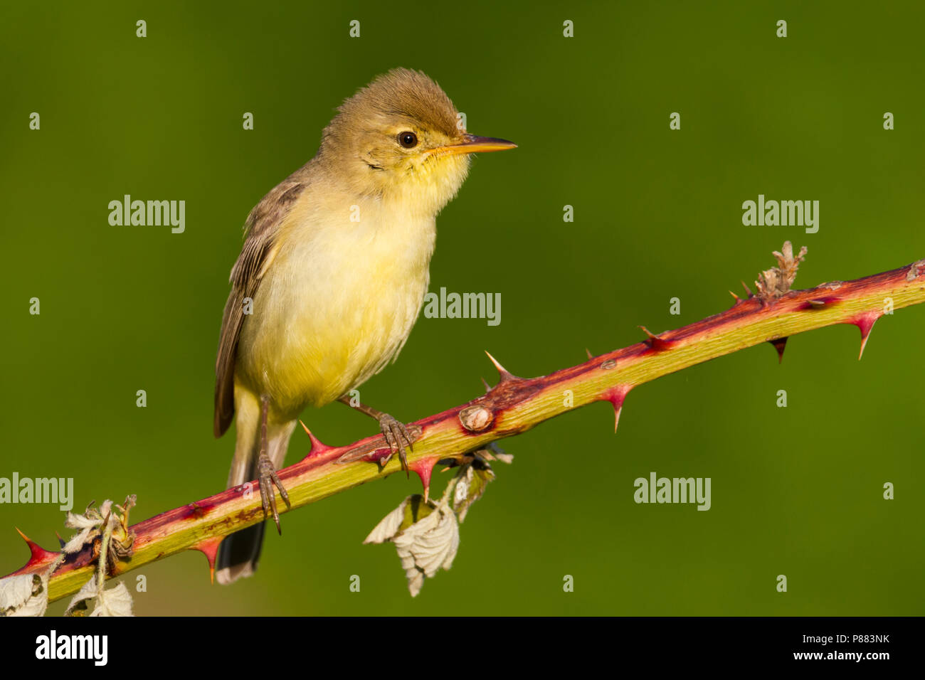 Orpheusspotvogel, canapino; Hippolais polyglotta, Germania Foto Stock