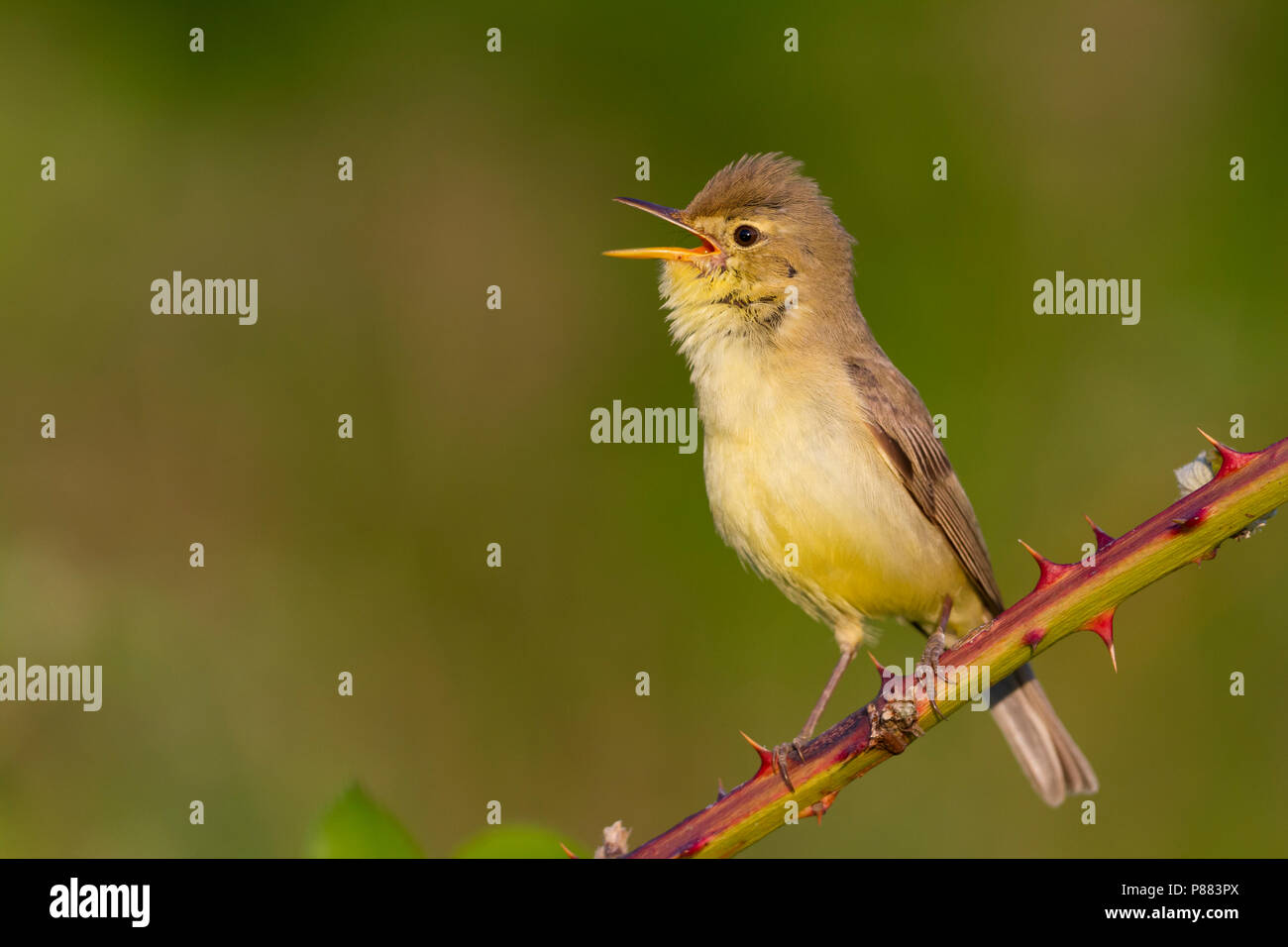 Orpheusspotvogel, canapino; Hippolais polyglotta, Germania Foto Stock