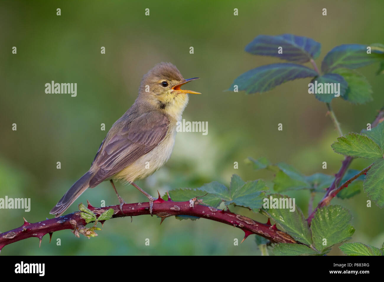 Orpheusspotvogel, canapino; Hippolais polyglotta, Germania Foto Stock