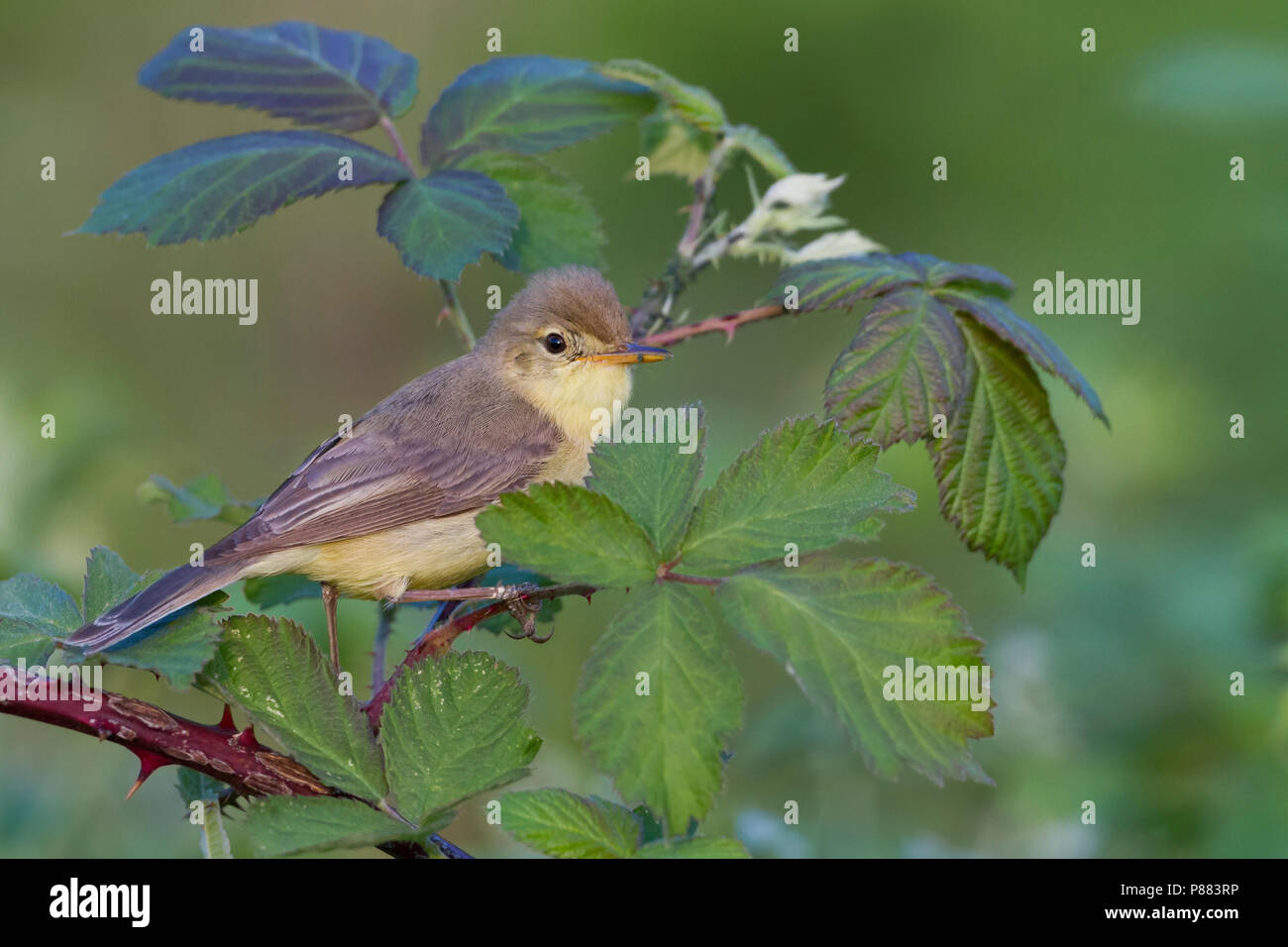 Canapino - Orpheusspötter - Hippolais polyglotta, Germania Foto Stock