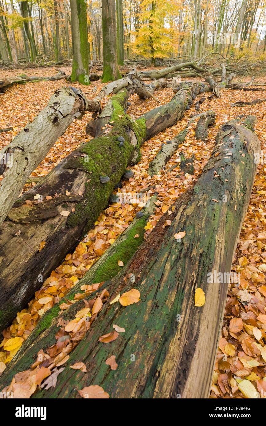 Tronchi di alberi che giace tra arancio Foglie di autunno Foto Stock