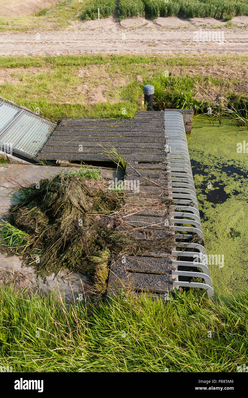 Gemaal bij sloot incontrato kroos; stazione di pompaggio di acqua in fossa coperta da lenticchie d'acqua Foto Stock