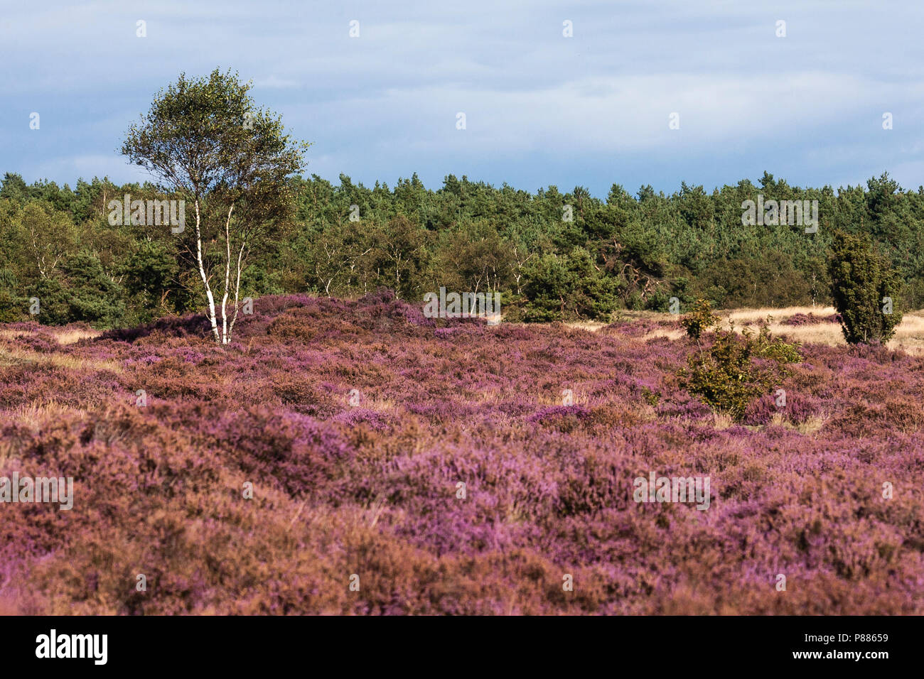 Fioritura Heather (Calluna vulgaris) a Kootwijkerzand in estate Foto Stock