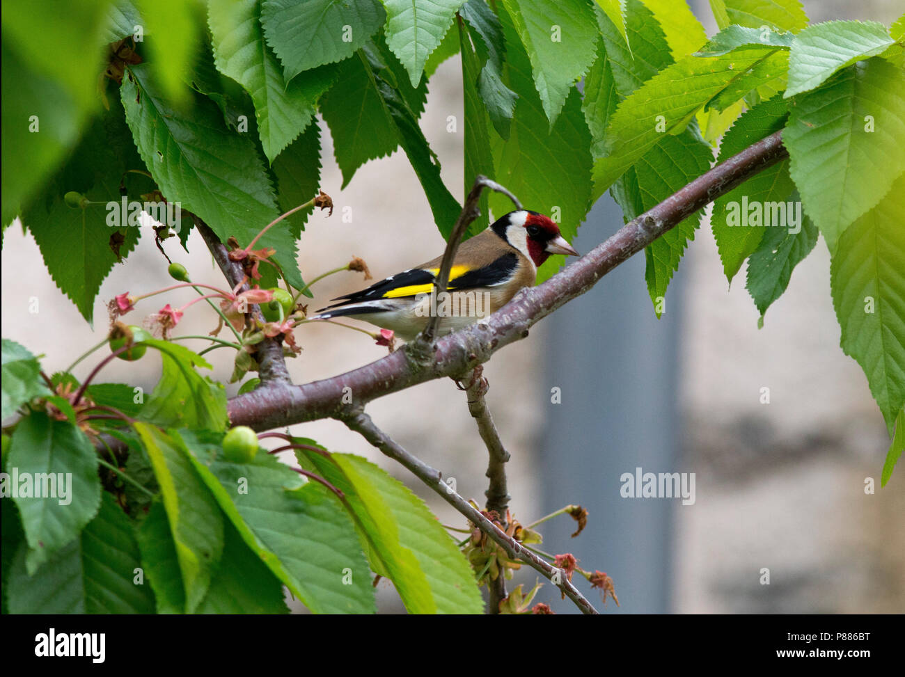 Cardellino, Carduelis carduelis, seduti in un albero ciliegio nella frazione di San Marziale, parte del comune di Varen, Tarn et Garonne, Occitanie, Francia Foto Stock