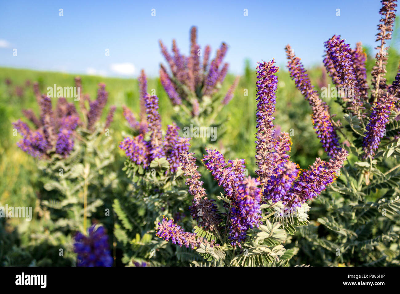 Viola pungenti racemi di un leadplant schiarire un pascolo soleggiato in scena la Sandhills di North Central Nebraska. Foto Stock