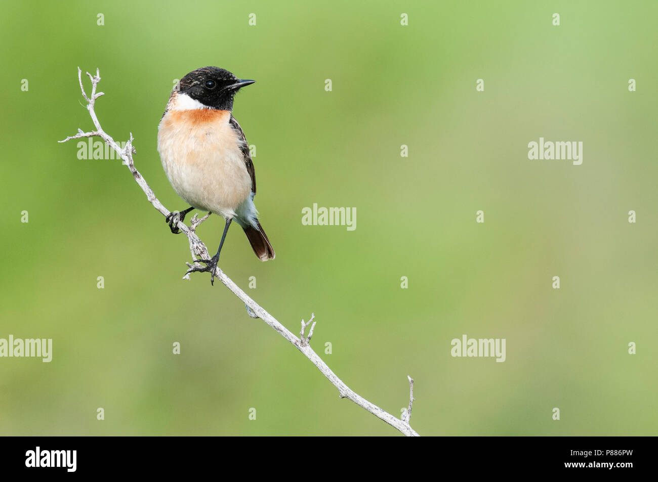 Siberiano, Stonechat Aziatische Roodborsttapuit, Saxicola maurus Foto Stock