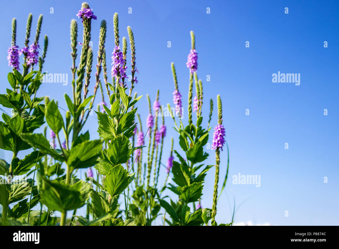 I delicati fiori viola lanosi Verbena si stagliano contro un brillante blu cielo Sandhills. La Sandhills sono una caratteristica unica di Nebraska. Foto Stock