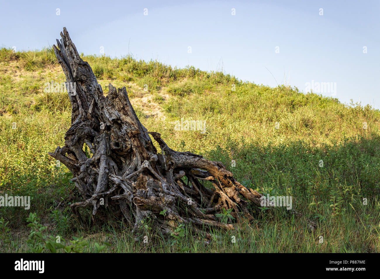 Il weathered resti di una struttura ad albero Hackberry grazia il bordo di una espulsione nel Nebraska Sandhills. La Sandhills sono una caratteristica unica dell'area. Foto Stock