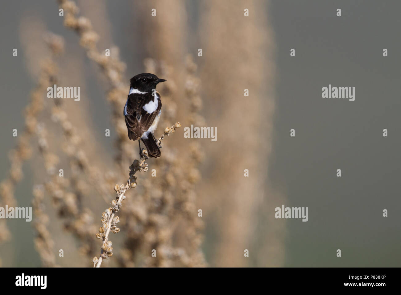 Siberian Stonechat - Pallasschwarzkehlchen - Saxicola maurus, Kazakistan, maschio adulto Foto Stock