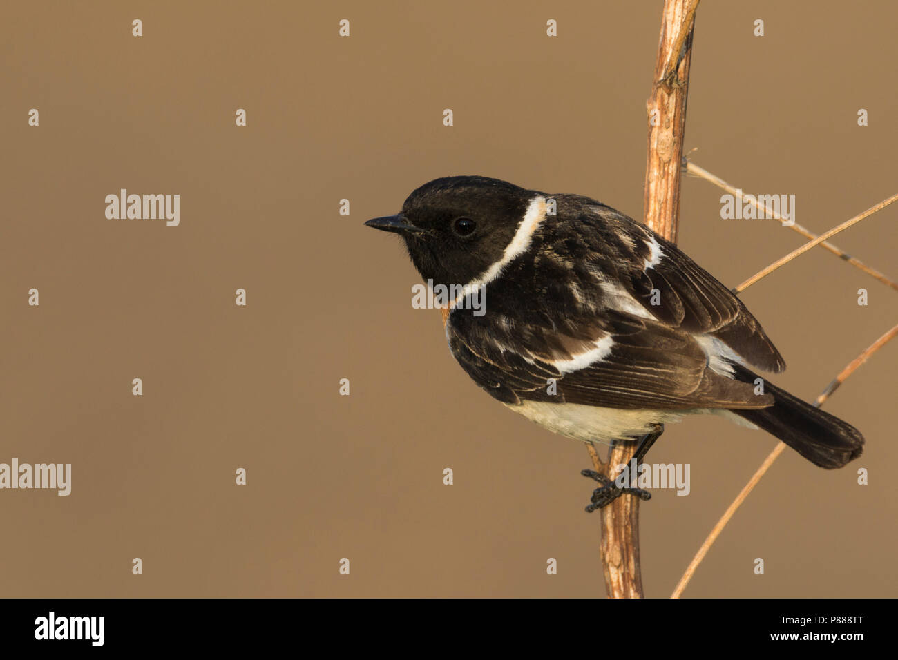 Siberian Stonechat - Pallasschwarzkehlchen - Saxicola maurus, Russia (Urali), maschio adulto Foto Stock