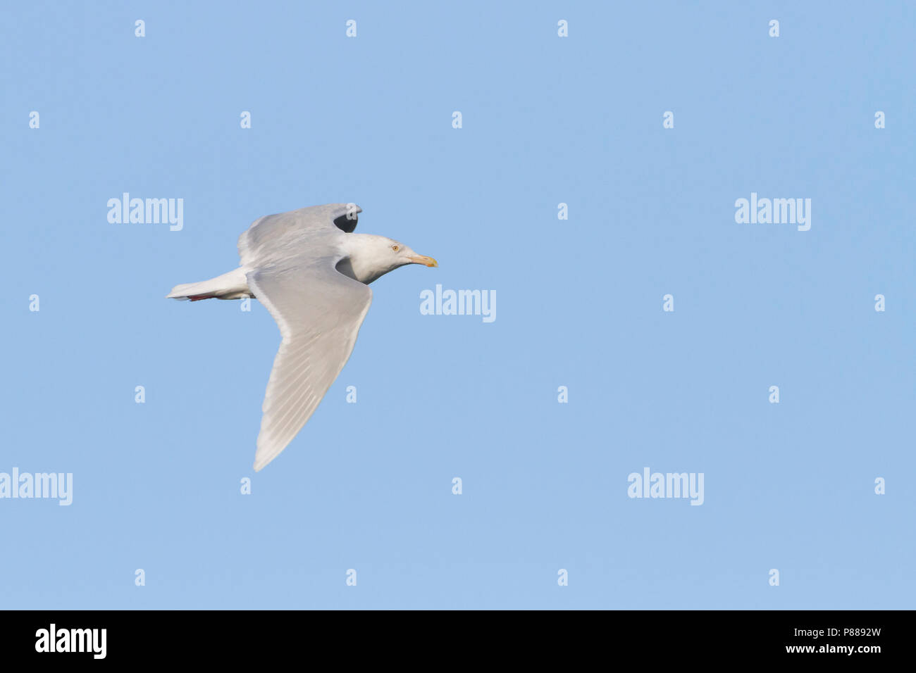 Glaucous Gull, Grote Burgemeester, Larus hyperboreus ssp. hyperboreus, Norvegia, adulto, inverno Foto Stock