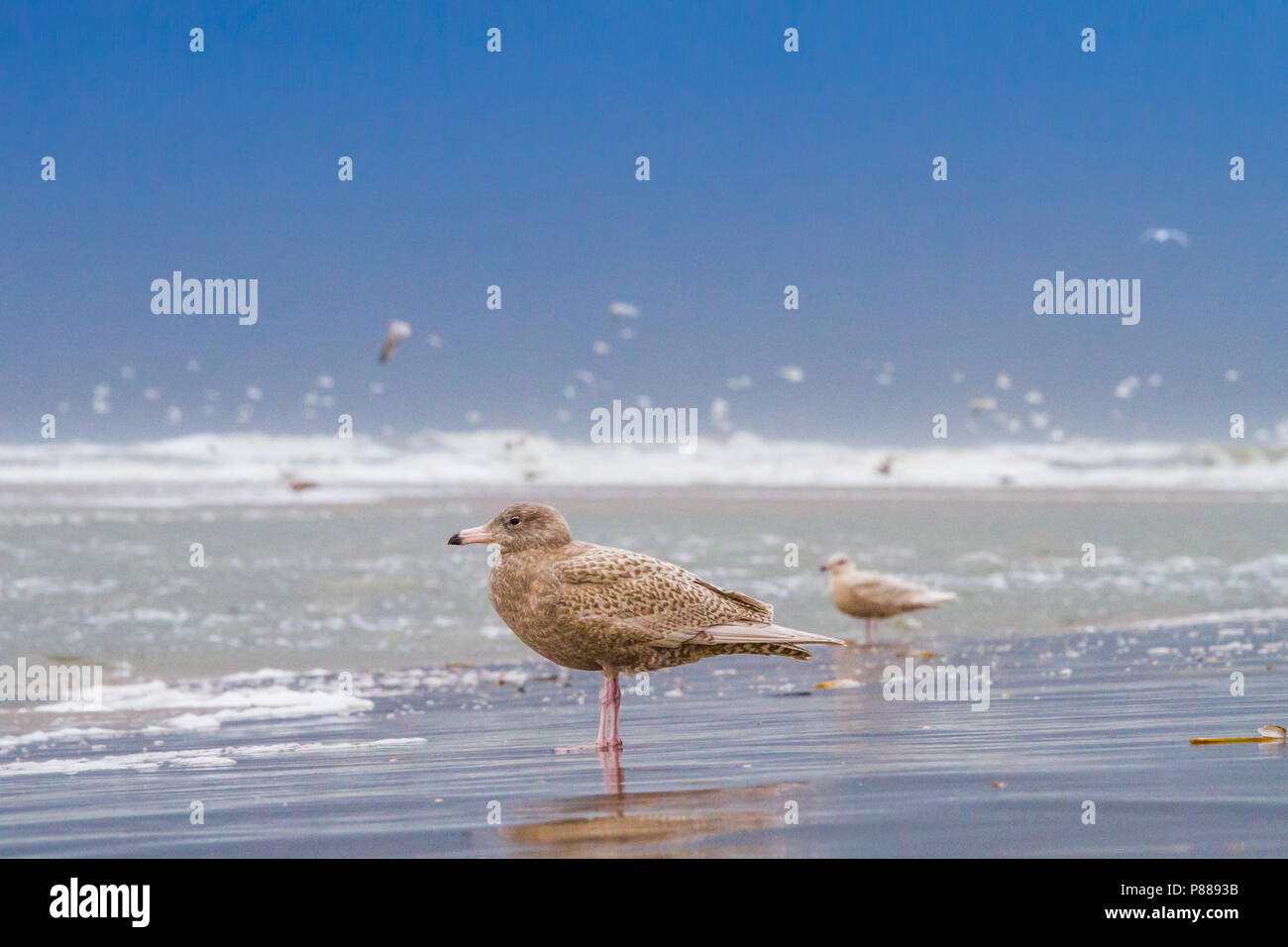 Grote Burgemeester, Glaucous Gull, Larus hyperboreus Foto Stock