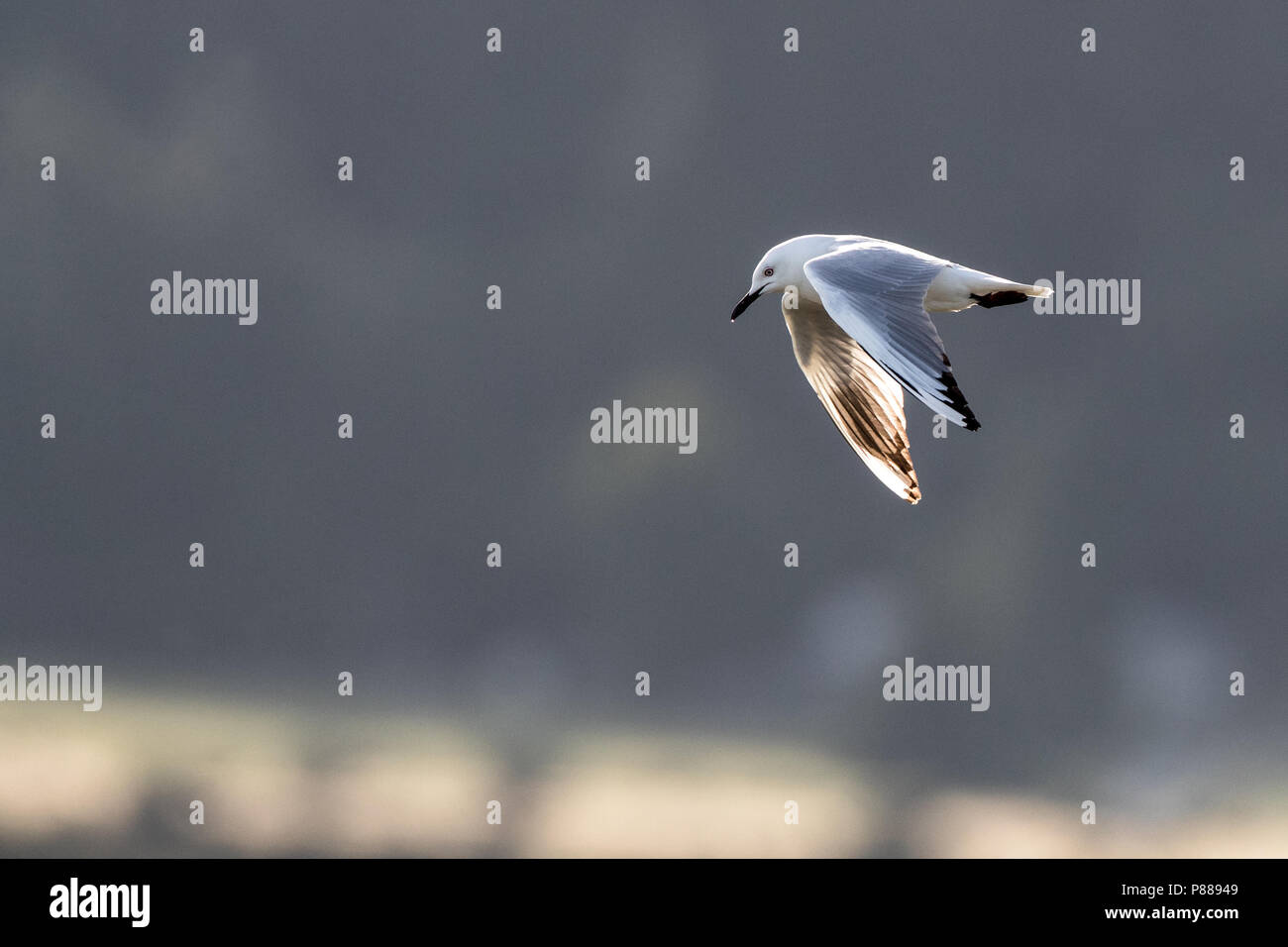 Nero-fatturati gabbiano (Chroicocephalus bulleri) battenti con retroilluminazione a Glentanner area, Nuova Zelanda. Foto Stock