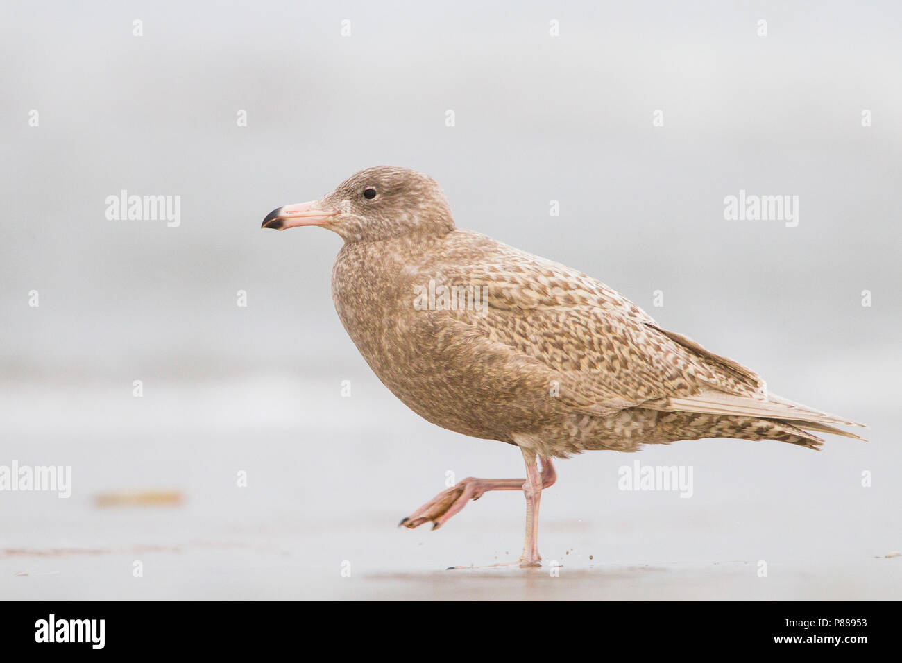 Grote Burgemeester, Glaucous Gull, Larus hyperboreus Foto Stock