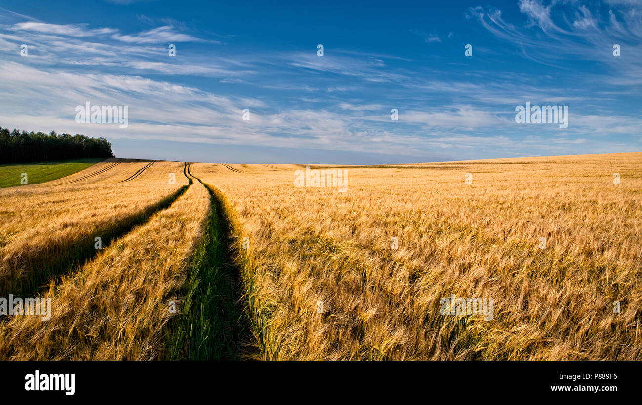 Campo estivo con maturi orzo orecchie. Hordeum vulgare. Idilliaco paesaggio rurale con picchi d'oro in cornfield sotto il cielo blu con nuvole bianche. Agricoltura. Foto Stock