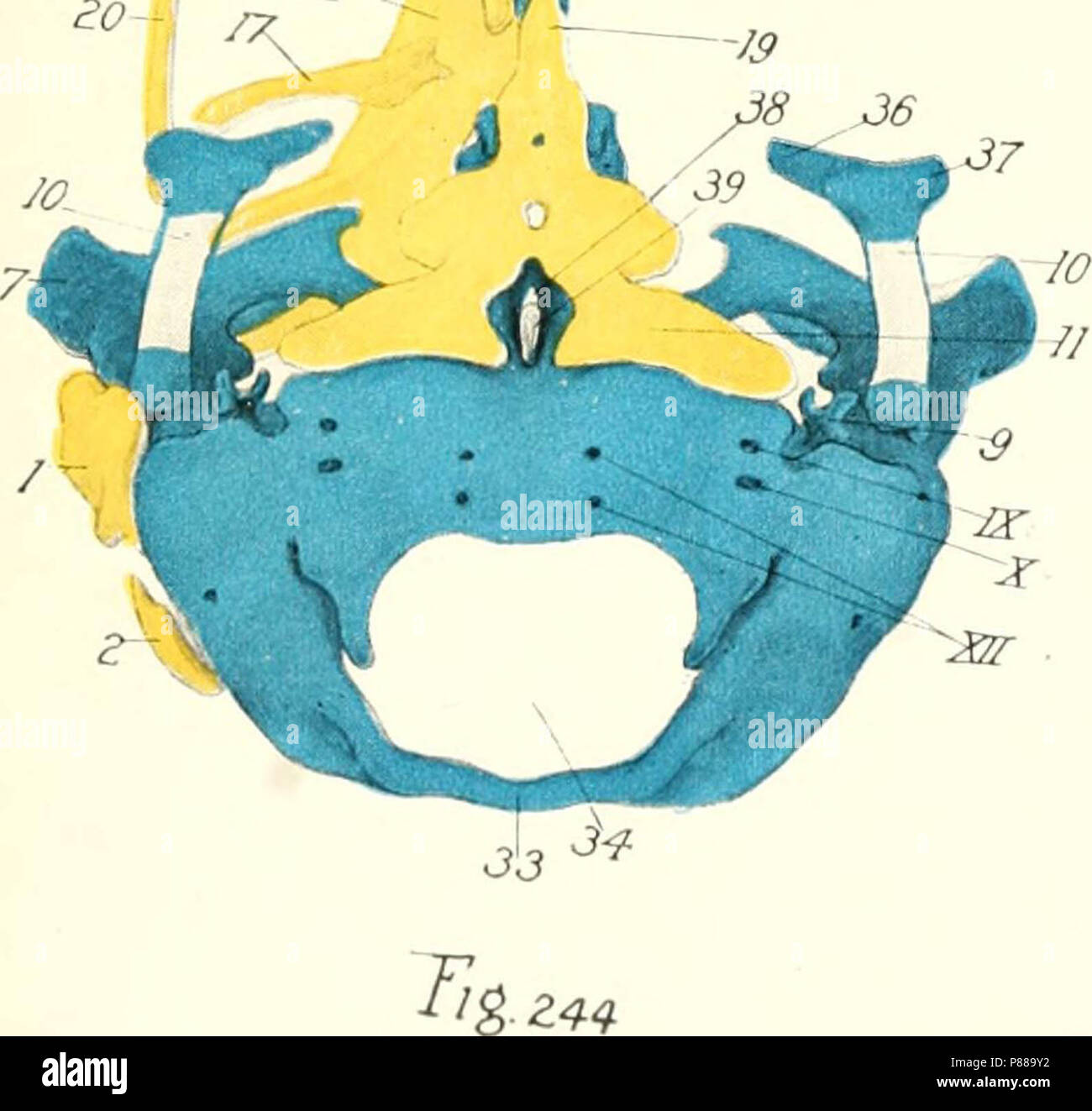 "Lo sviluppo del pulcino; un introduzione alla embriologia" (1908) Foto Stock