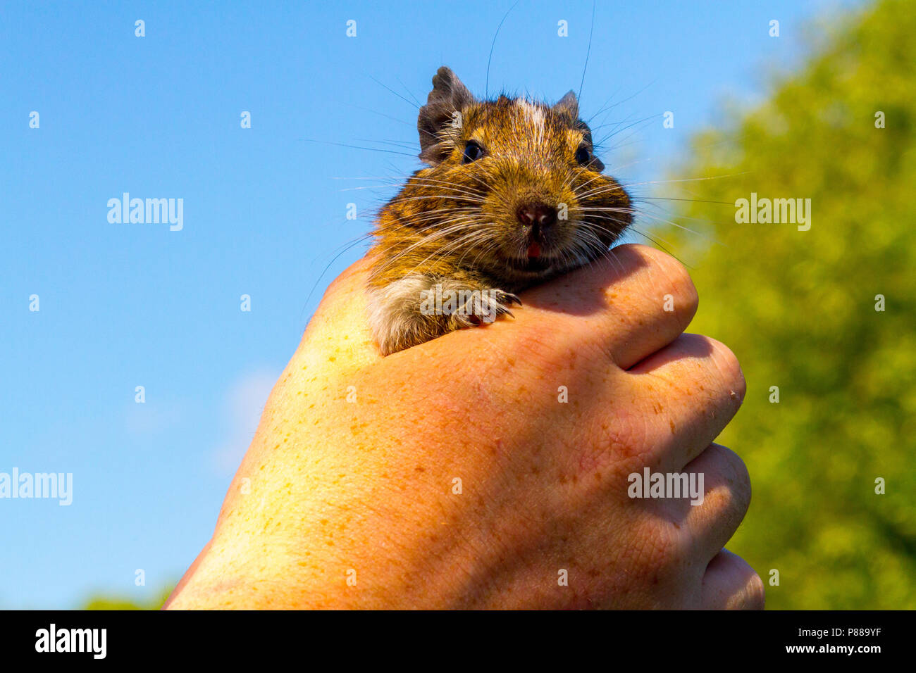 Il nostro degu 'pigro' godendo di essere detenute al di fuori del Foto Stock