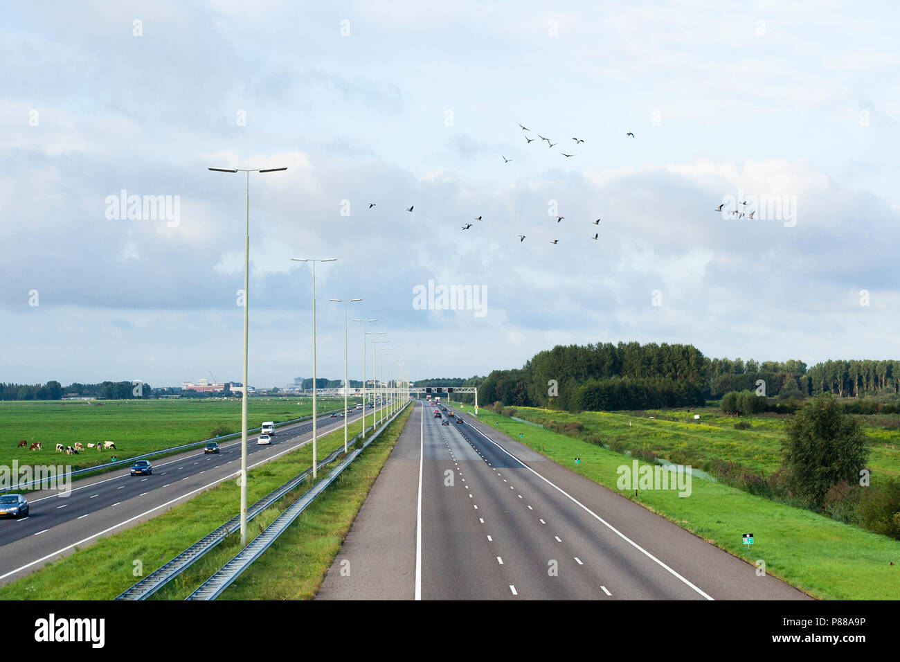 Gruppo di oche in volo su A4 autostrada vicino Starrevaart Foto Stock