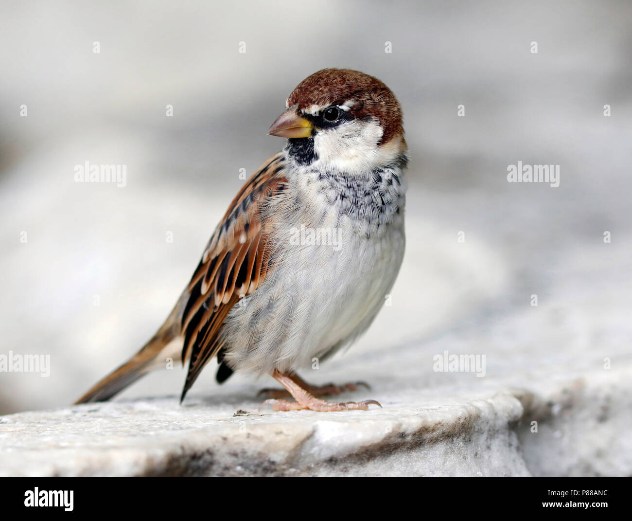 Italiaanse mus; Italiano sparrow; Foto Stock